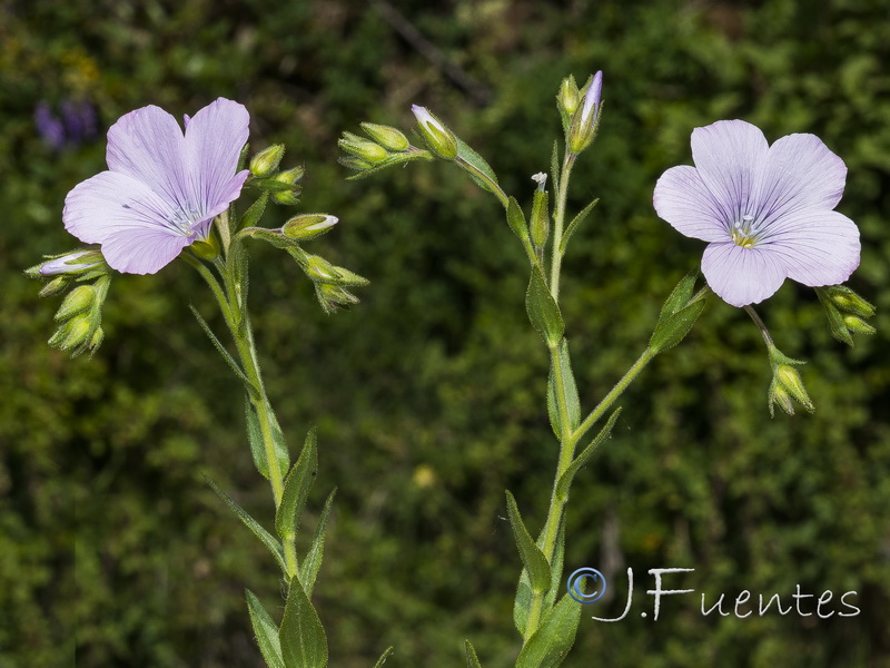 Linum viscosum.05