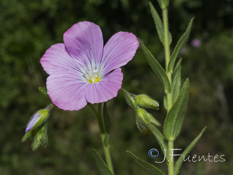 Linum viscosum.06
