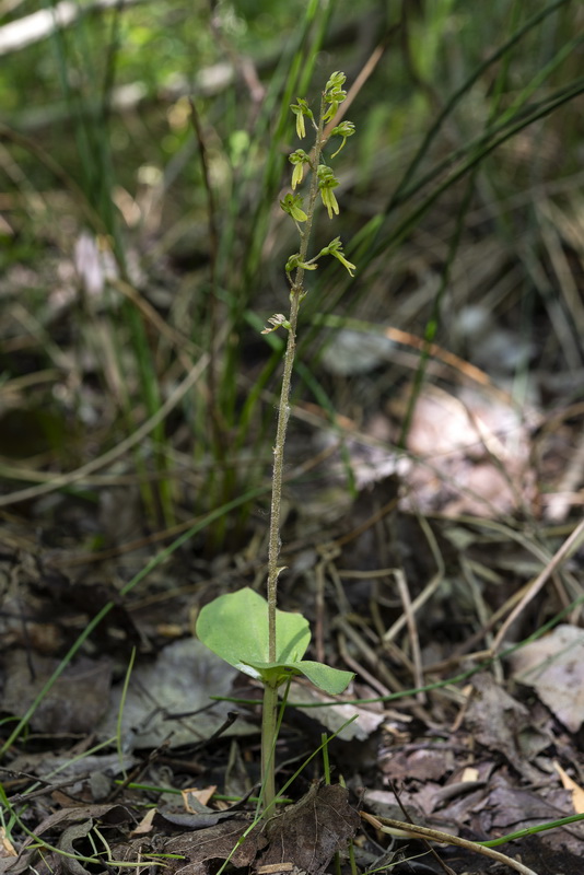 Listera ovata.01