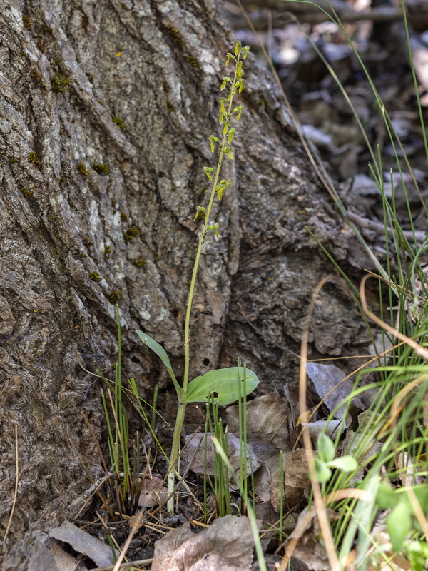 Listera ovata.02