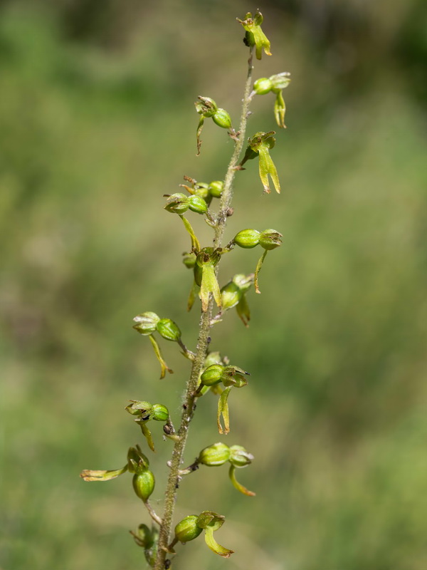 Listera ovata.07
