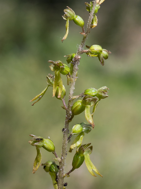 Listera ovata.10