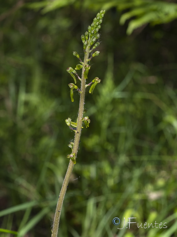 Listera ovata.14