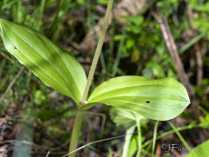 Listera ovata.15