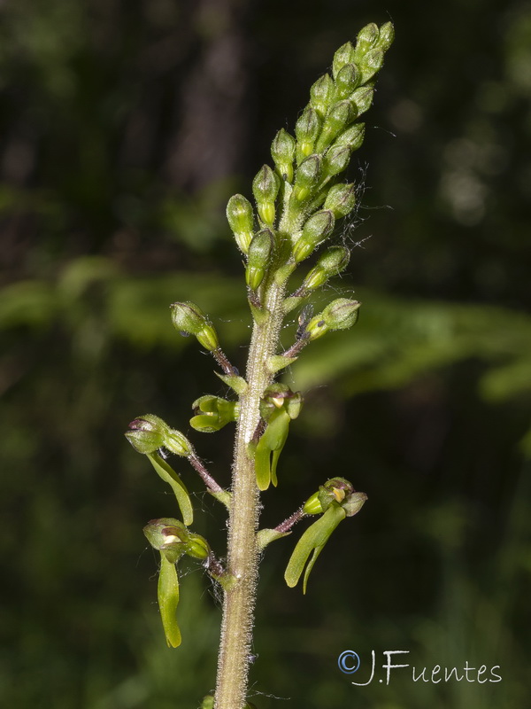 Listera ovata.17