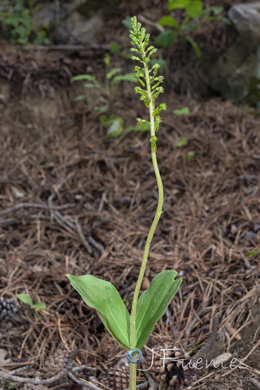 Listera ovata.18