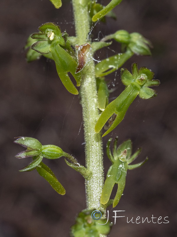Listera ovata.19