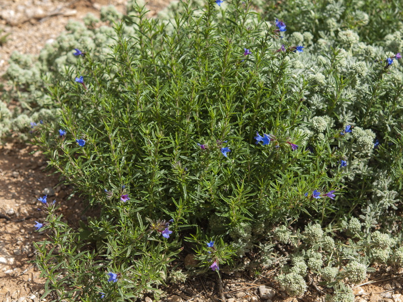 Lithodora fruticosa.01