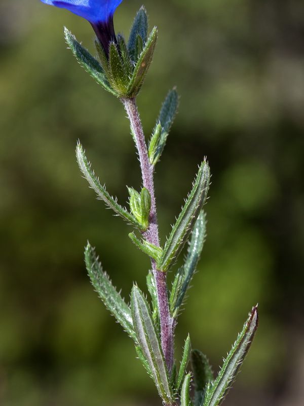 Lithodora fruticosa.03