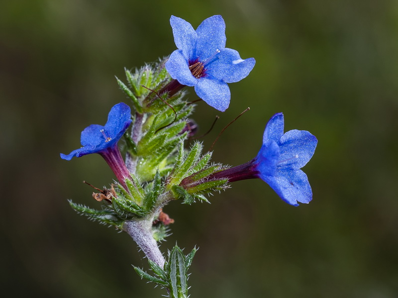 Lithodora fruticosa.24