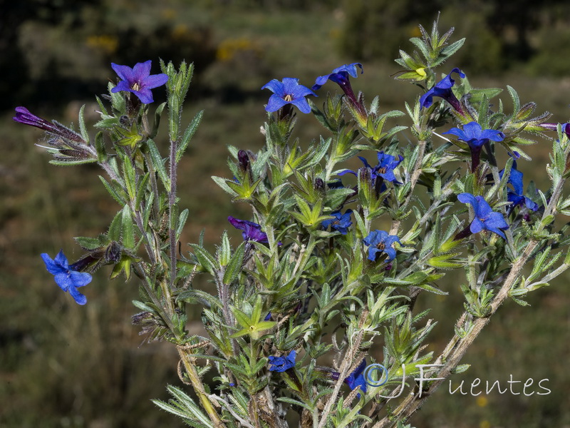 Lithodora fruticosa.29