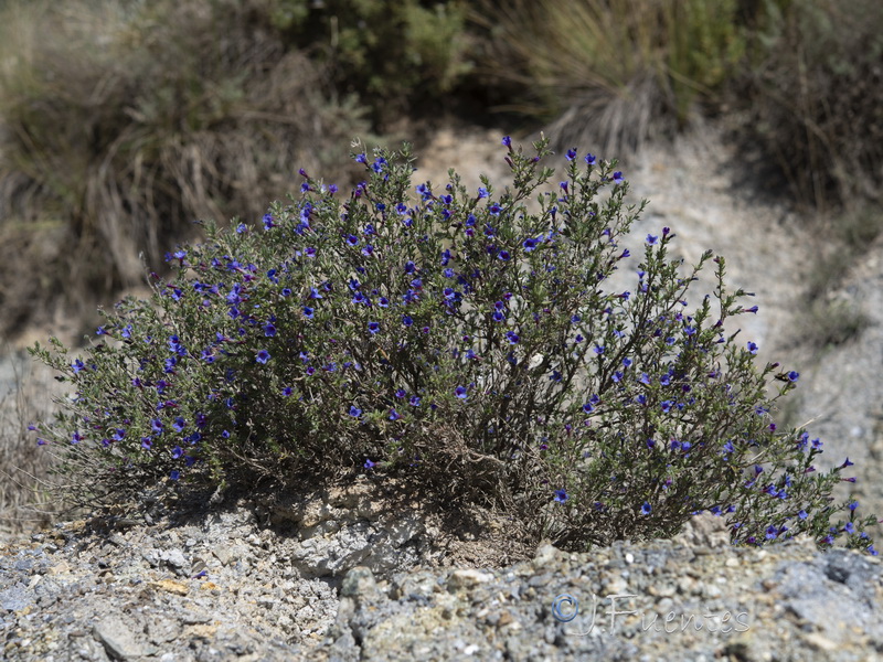 Lithodora fruticosa.30