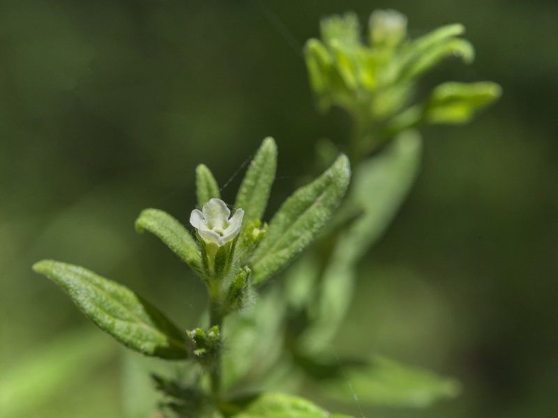 Lithospermum officinale.04