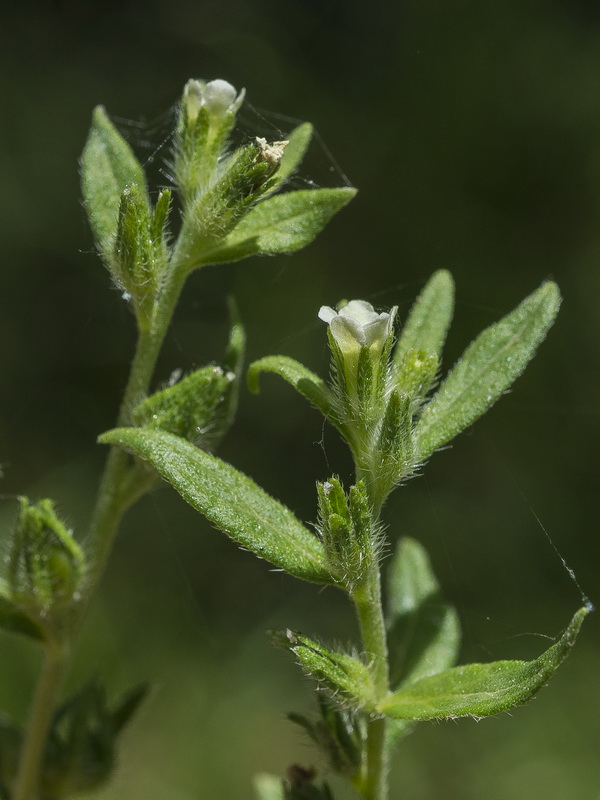 Lithospermum officinale.05