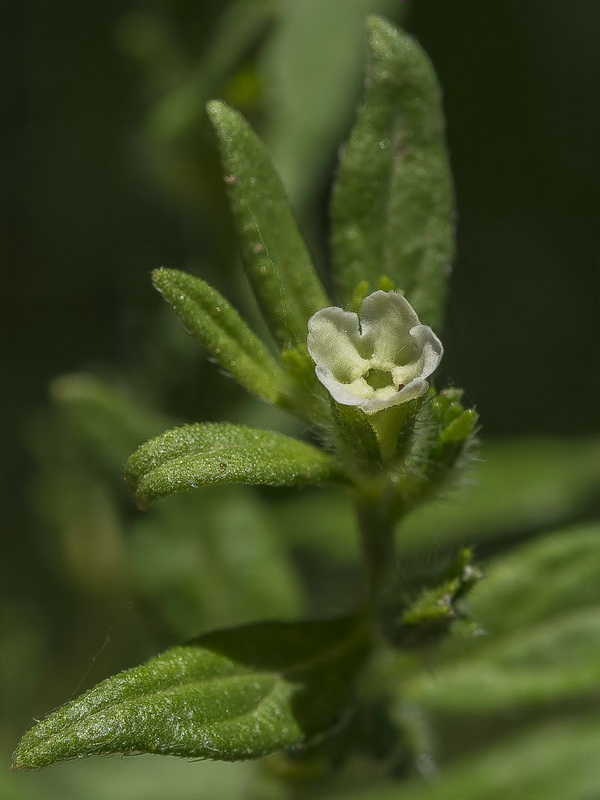 Lithospermum officinale.06