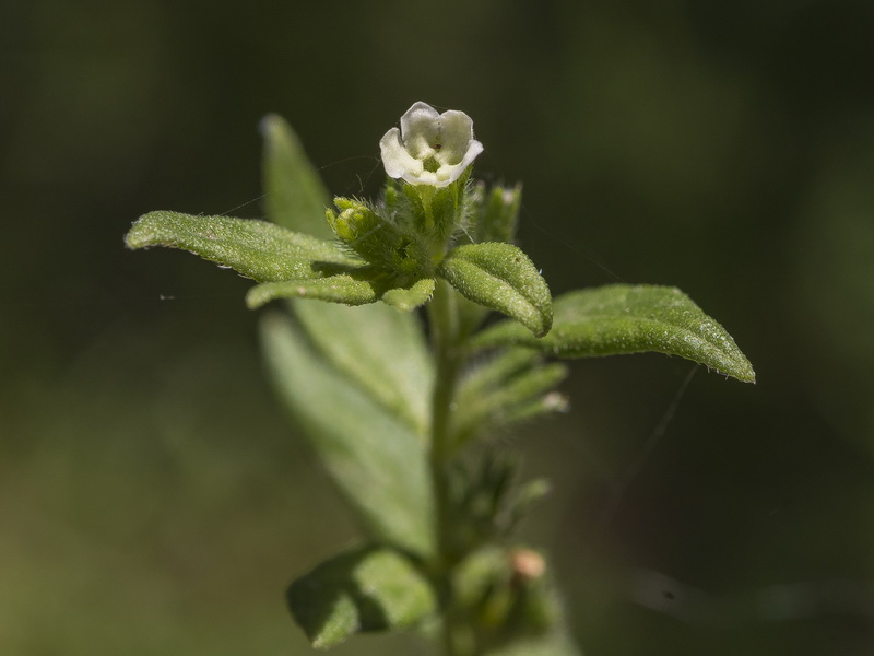Lithospermum officinale.07