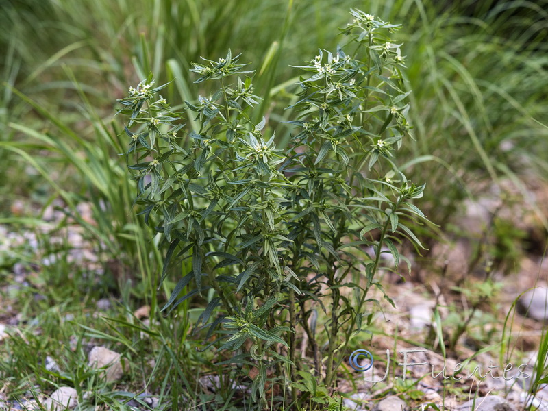 Lithospermum officinale.08