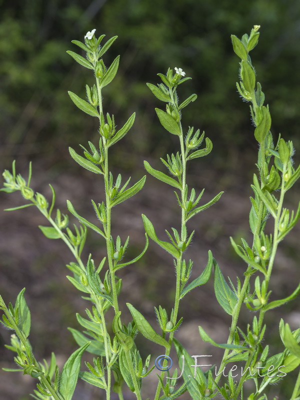 Lithospermum officinale.11