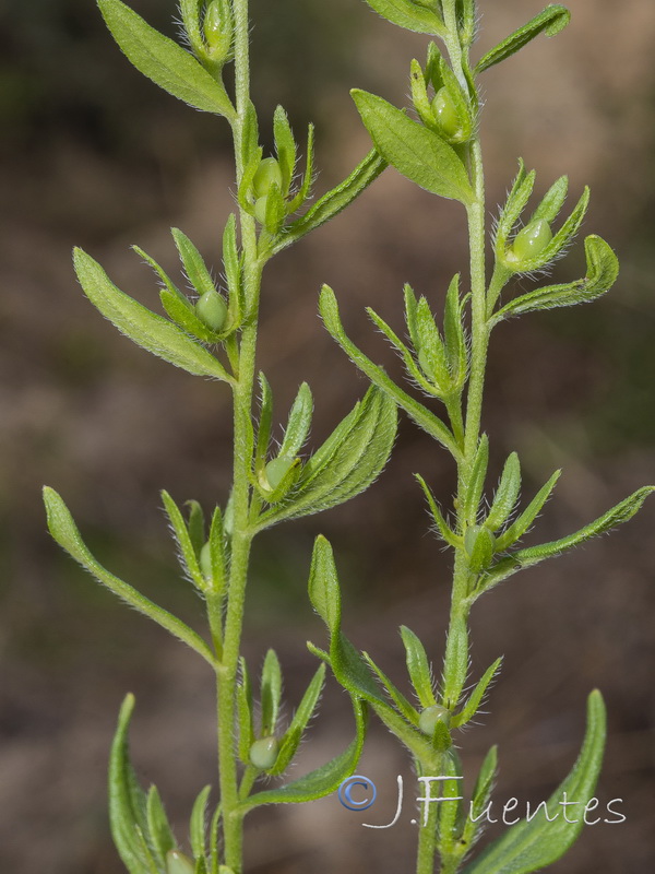 Lithospermum officinale.12