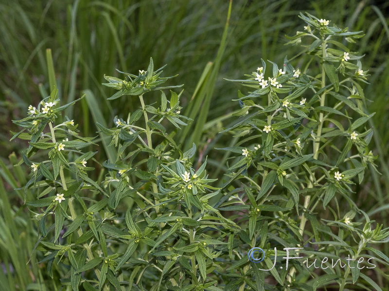 Lithospermum officinale.13