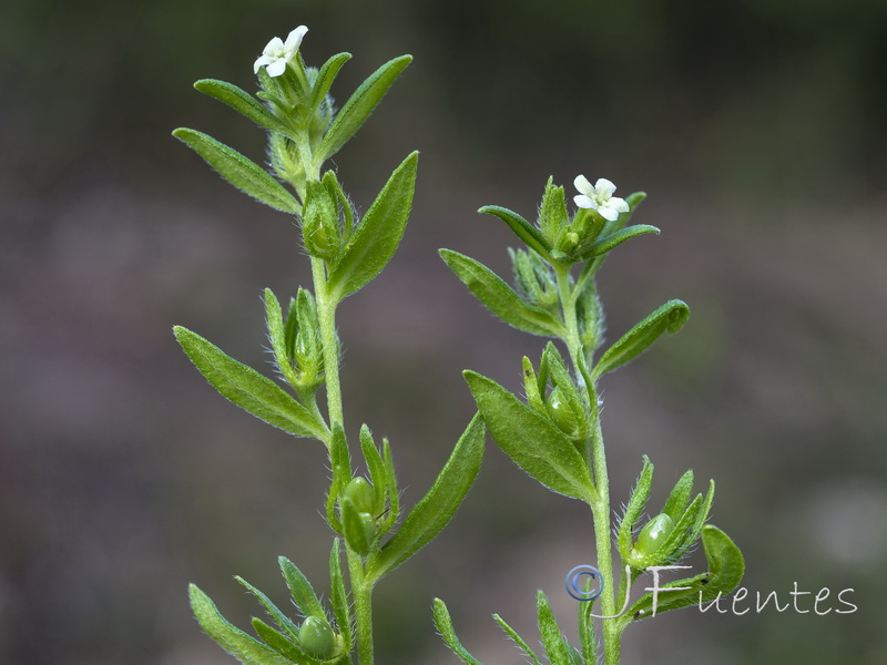 Lithospermum officinale.14