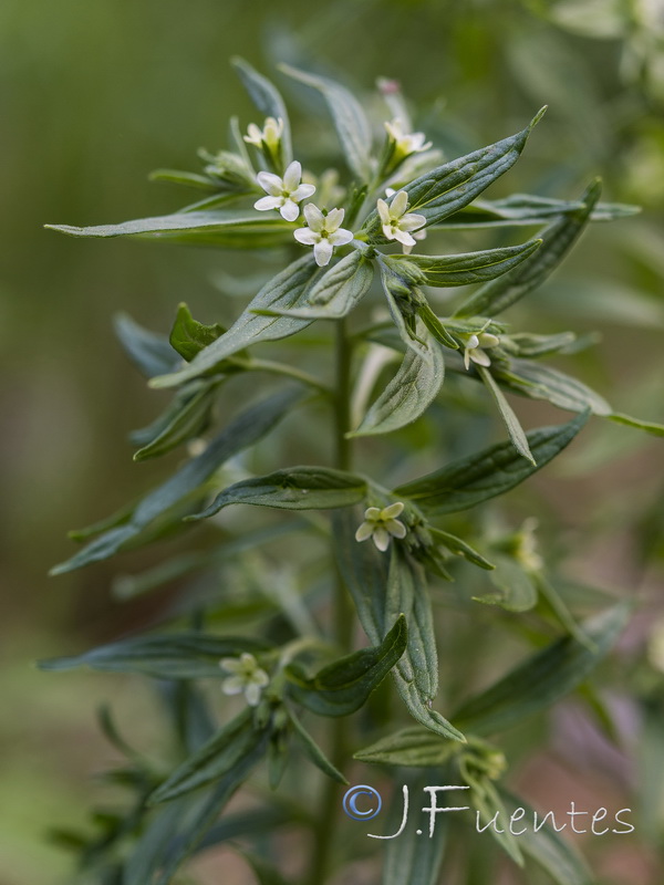 Lithospermum officinale.15