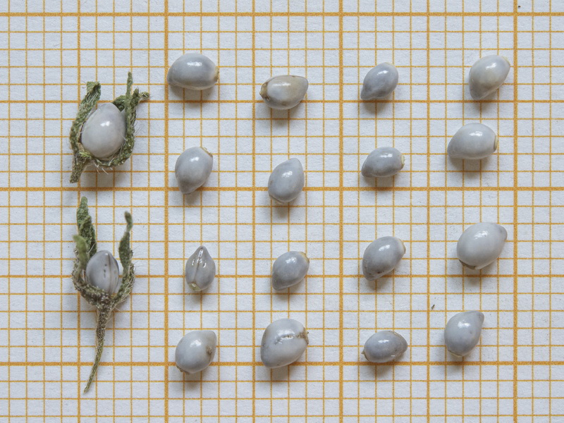 Lithospermum officinale