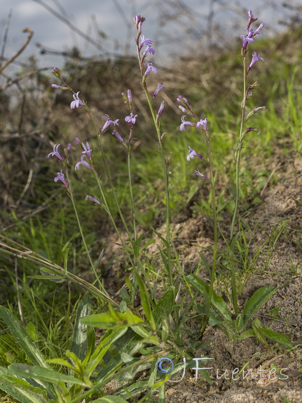 Lobelia urens.01