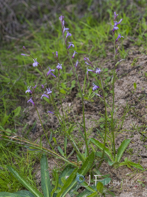 Lobelia urens.02