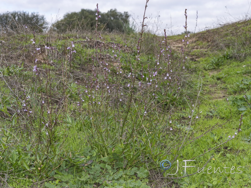 Lobelia urens.03