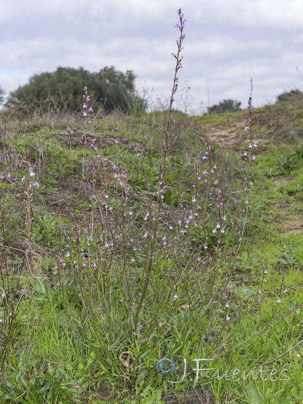Lobelia urens.04