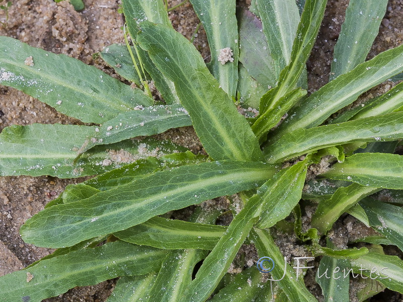 Lobelia urens.07