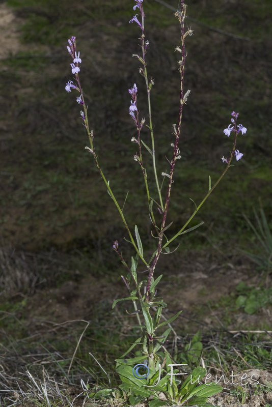 Lobelia urens.08