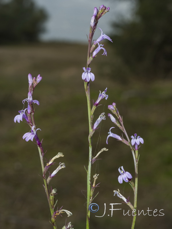 Lobelia urens.09