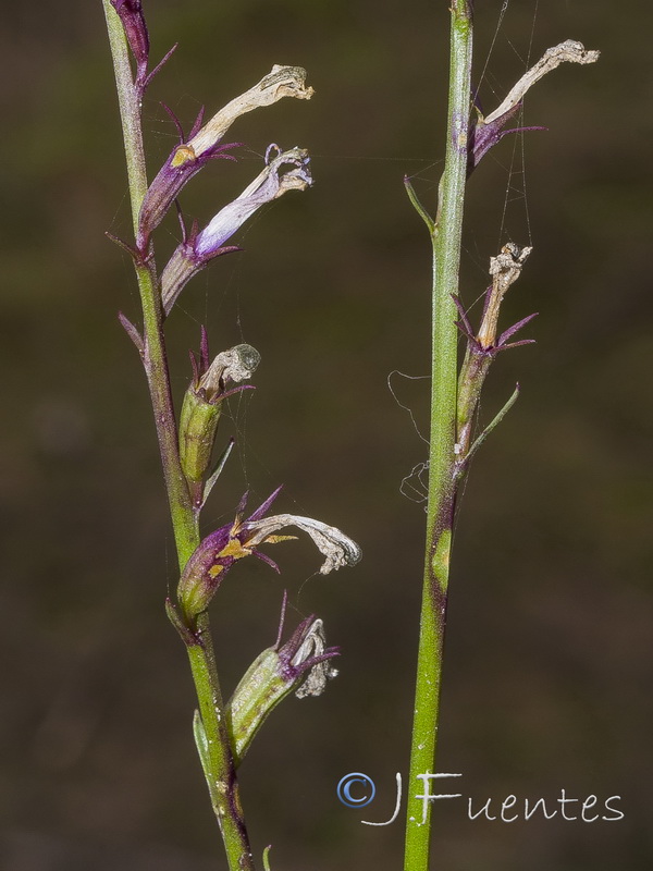 Lobelia urens.10