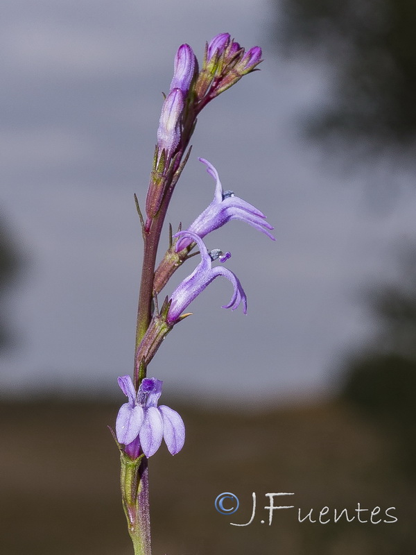 Lobelia urens.11