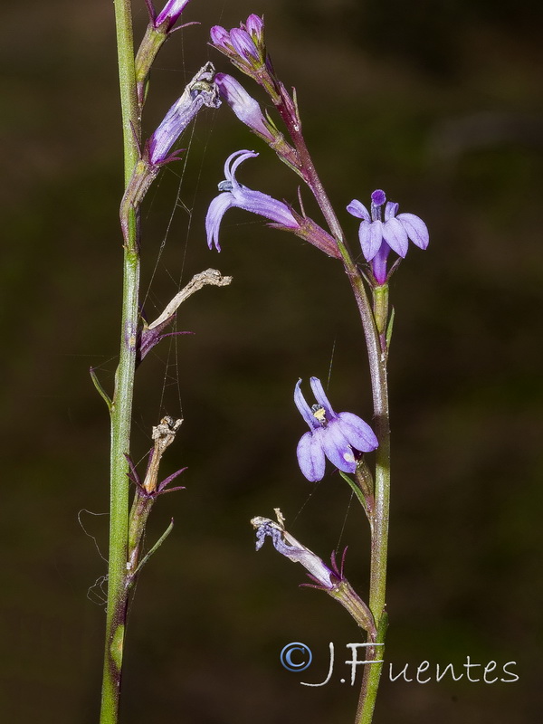 Lobelia urens.12