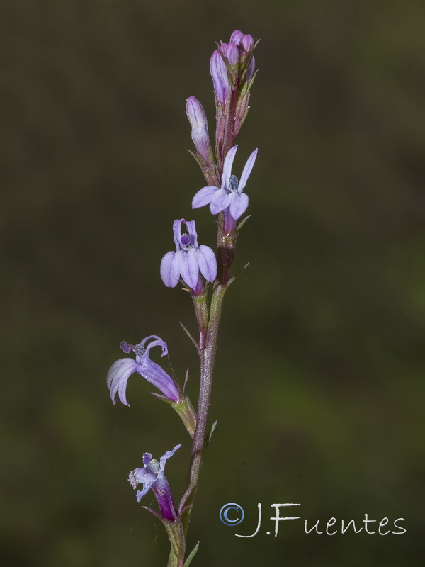 Lobelia urens.13