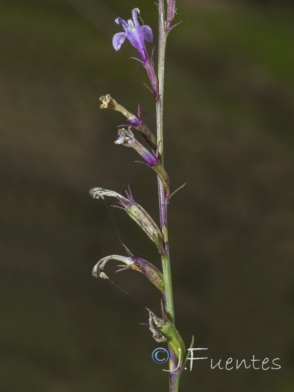 Lobelia urens.14