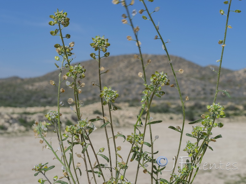 Lobularia lybica.01