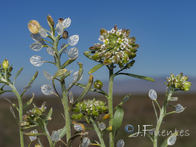 Lobularia lybica.05