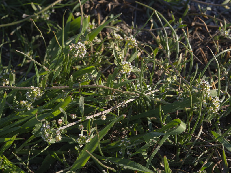 Lobularia lybica.09