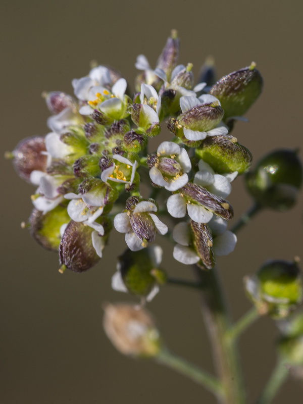 Lobularia lybica.11