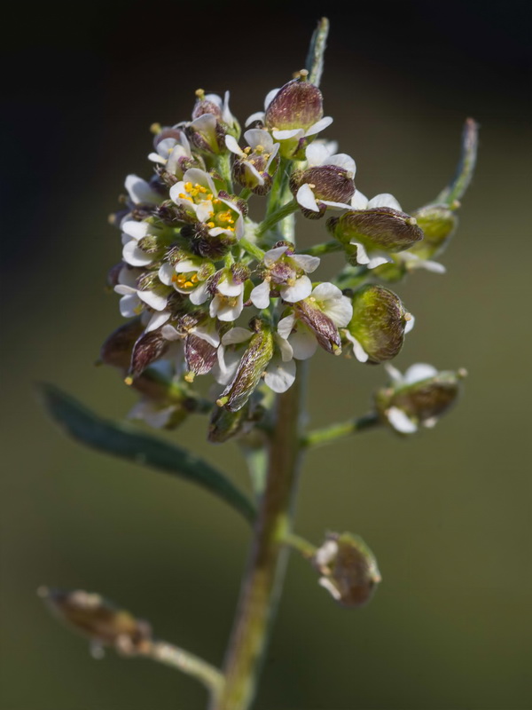 Lobularia lybica.12