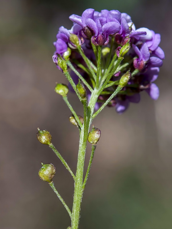 Lobularia maritima maritima.23