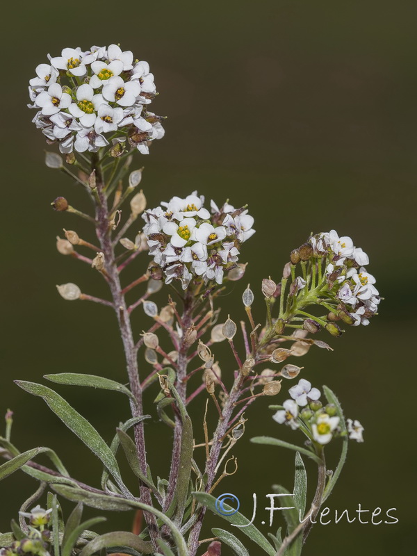 Lobularia maritima maritima.25