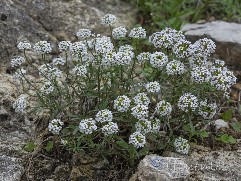 Lobularia maritima maritima.26