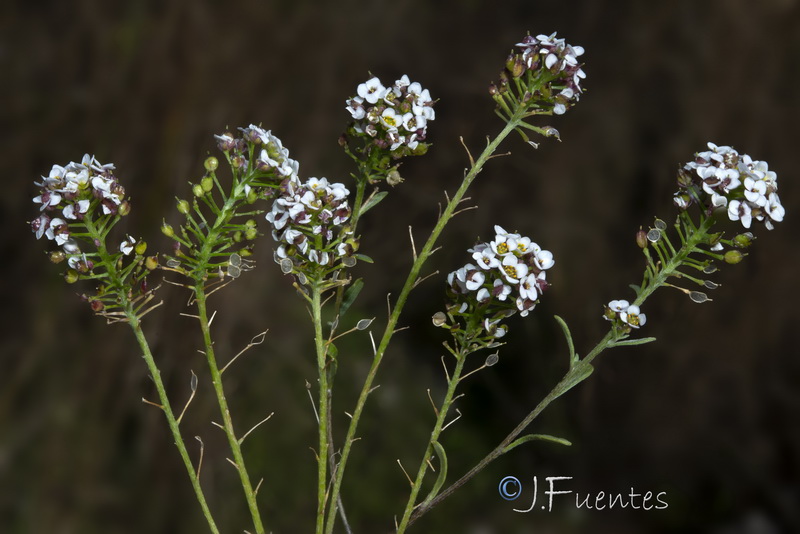 Lobularia maritima maritima.41