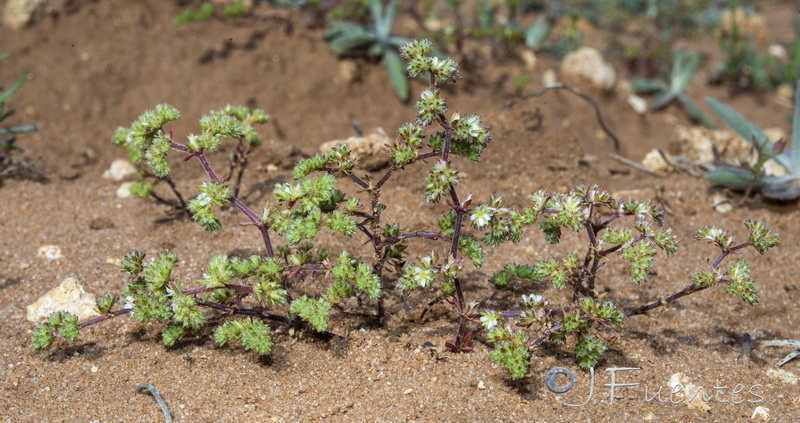 Loeflingia baetica.04