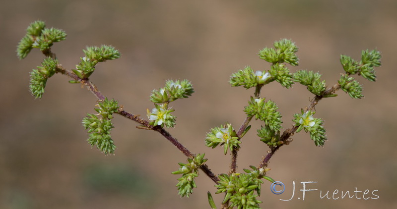 Loeflingia baetica.05